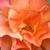 Oranžna - Park - grm vrtnice - Westerland®